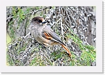kuukeli_siberian jay1 * 2400 x 1613 * (3.37MB)